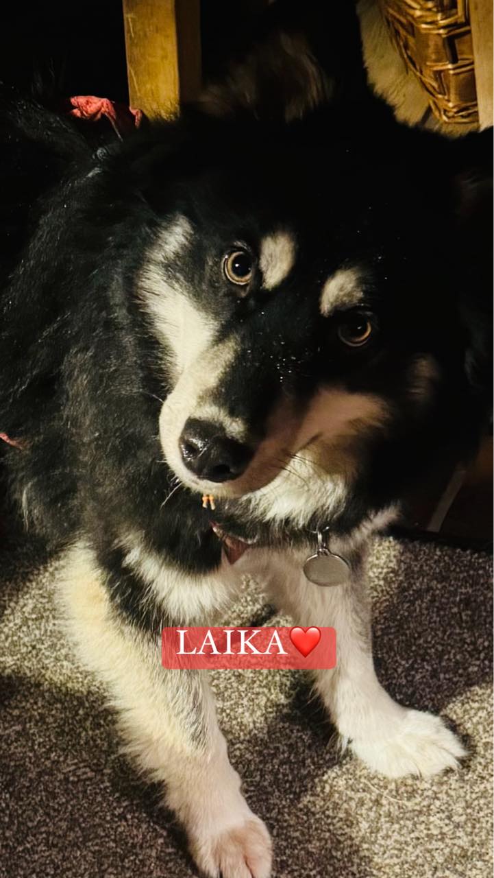 Laika